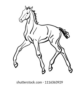 Vector Sketch Foal Stock Vector (Royalty Free) 1116363929 | Shutterstock