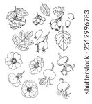 Vector sketch food. Autumn berries, flowers and rose hips