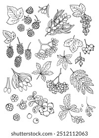 Vector sketch food. Berries sketch vector food. Blackberry, Currant, sea buckthorn, maiden grapes, mountain ash, goji, boysenberry, jostaberry