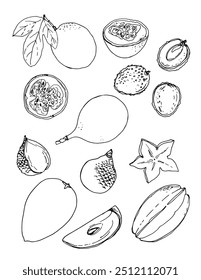 Vector sketch food. Colored sketch of food products. Granadilla, sagodilla, salak, Passionfruit, Carambola, Lychee