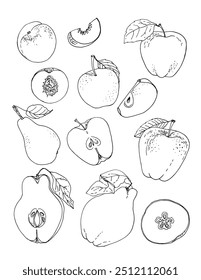 Vector sketch food. Fruits, apples, nectarine, peach, pears, Quince