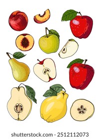 Vector sketch food. Fruits, apples, nectarine, peach, pears, Quince