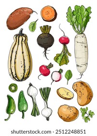 Vector sketch food. Vegetables and herbs. Potatoes, sweet potatoes, black radishes, onions, pumpkin