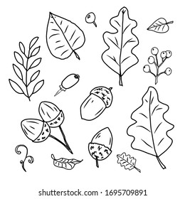 vector sketch of forest foliage, acorns and chestnuts for design