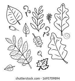 vector sketch of forest foliage for design