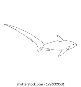 Vector Sketch Fox Shark. Common Thresher Shark. Alopias Pelagicus Illustration.