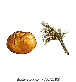 vector sketch fresh white round rye bread loaf and wheat ears bunch set. Detailed hand drawn isolated illustration on a white background. Flour pastry products, bakery banner, poster design object
