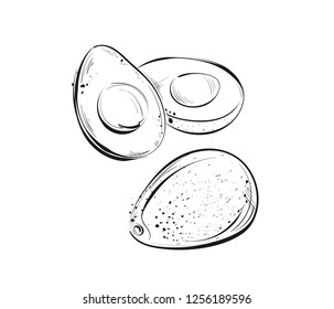 Vector sketch of fruit, avocado