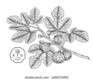 Vector Sketch Fruit decorative set. Fig. Hand Drawn Botanical Illustrations. Black and white with line art isolated on white backgrounds. Fruits drawings. Retro style elements.