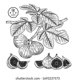 Vektorillustration Sketch Fruit dekorative Set. Abb. handgezeichnete botanische Illustrationen. Schwarz-Weiß mit Linien-Kunst einzeln auf weißem Hintergrund. Fruchtzeichnungen. Retro-Stilelemente.
