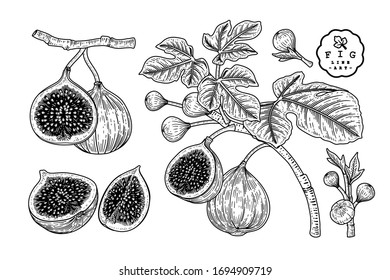 Vector Sketch Fruit decorative set. Fig. Hand Drawn Botanical Illustrations. Black and white with line art isolated on white backgrounds. Fruits drawings. Retro style elements.