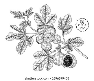 Vector Sketch Fruit decorative set. Fig. Hand Drawn Botanical Illustrations. Black and white with line art isolated on white backgrounds. Fruits drawings. Retro style elements.