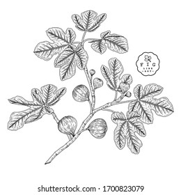 Vector Sketch Fruit decorative set. Fig. Hand Drawn Botanical Illustrations. Black and white with line art isolated on white backgrounds. Fruits drawings. Retro style elements.