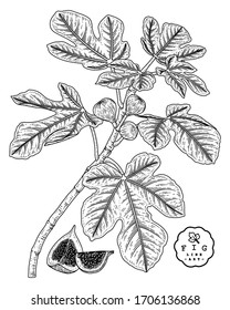 Esbozo vectorial Conjunto decorativo de frutas. Ilustraciones Botánicas Dibujadas A Mano. Blanco y negro con arte lineal aislado en fondo blanco. Dibujos de frutas. Elementos de estilo retro.