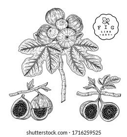 Vector Sketch Fruit decorative set. Fig. Hand Drawn Botanical Illustrations. Black and white with line art isolated on white backgrounds. Fruits drawings. Retro style elements.