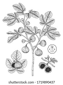 Vector Sketch Fruit decorative set. Fig. Hand Drawn Botanical Illustrations. Black and white with line art isolated on white backgrounds. Fruits drawings. Retro style elements.