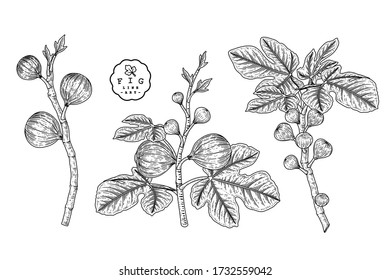 Vector Sketch Fruit decorative set. Fig. Hand Drawn Botanical Illustrations. Black and white with line art isolated on white backgrounds. Fruits drawings. Retro style elements.