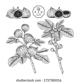 Vector Sketch Fruit decorative set. Fig. Hand Drawn Botanical Illustrations. Black and white with line art isolated on white backgrounds. Fruits drawings. Retro style elements.