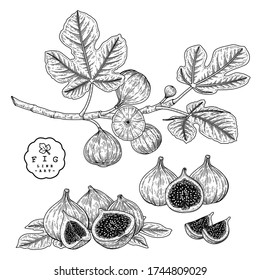 Vector Sketch Fruit decorative set. Fig. Hand Drawn Botanical Illustrations. Black and white with line art isolated on white backgrounds. Fruits drawings. Retro style elements.