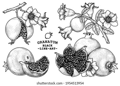 Vector Sketch fruit decorative set. Whole, Ripe fruit cracked and Branch with flowers of Pomegranate Hand Drawn Botanical Illustrations. Black and white with line art isolated on white backgrounds. 