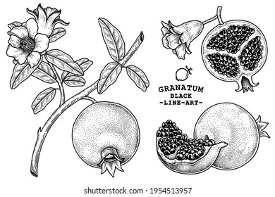 Vector Sketch fruit decorative set. Whole, Ripe fruit cracked and Branch with flowers of Pomegranate Hand Drawn Botanical Illustrations. Black and white with line art isolated on white backgrounds. 