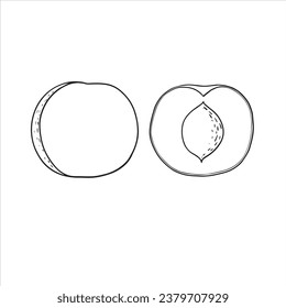 vector sketch of fruit peach, hand drawn drawing, contour graphics