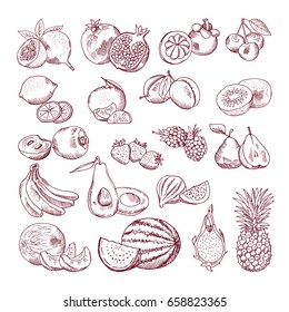 Vector sketch fruits for package design. Doodle illustrations set