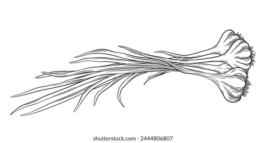 Vector sketch garlic bunch. Hand drawn outline illustration of whole garlic bulb with leaves. Healthy vegetable ingredient for cooking, condiment and spice.