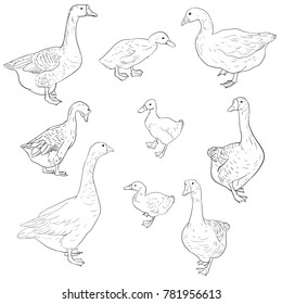 vector sketch of geese, ducks and goslings isolated at white background