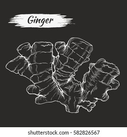 Vector sketch of ginger isolated on dark background. Spices, seasonings, ingredient of a healthy diet