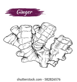 Vector sketch of ginger isolated on white background. Spices, seasonings, ingredient of a healthy diet