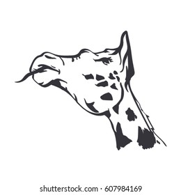 vector sketch of giraffe