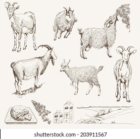 vector sketch of a goat made by hand