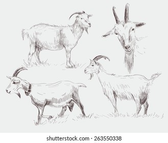 vector sketch of a goat made by hand