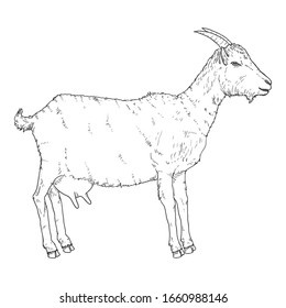 Vector Sketch Goat. Side View She-goat Illustration