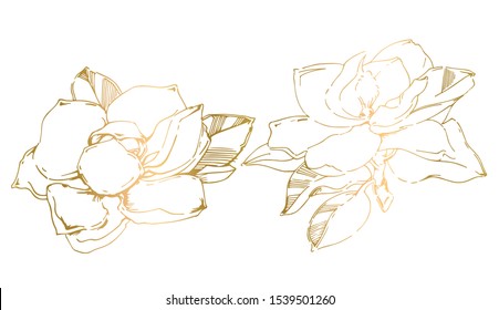 Vector sketch of gold hand-painted magnolia flower