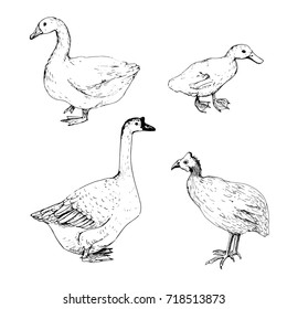 vector sketch of goose, duck and turkey, hand drawn isolated home birds