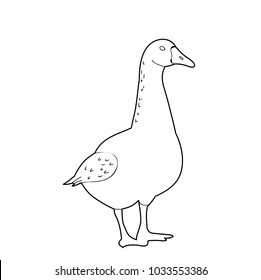 vector, sketch of a goose on a white background