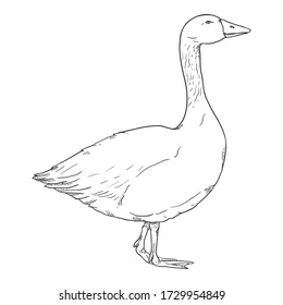 Vector Sketch Goose. Ilustración dibujada a mano de aves de corral