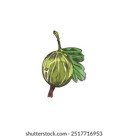 Vector sketch of a gooseberry berry with a small leaf on a white background. This natural illustration highlights the organic qualities of juicy berries.