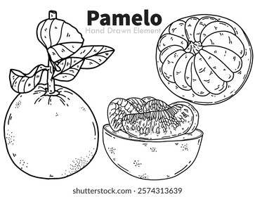 Vector sketch of grapefruit  Pamelo, hand drawn black ink design. Can be edited, packaging design, fruit design ornaments, agriculture, harvest, fruit, diet, vegetarian