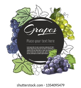 Vector sketch grapes banner on white background. With place for text. Hand drawn sketch fruit graphic design	