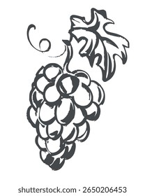 Vektorskizze von Trauben. Handgezeichnete Abbildung. Schnelles Zeichnen von Weinrebe mit schwarzer Tinte und Pinsel. Clipart für Weinetikett, Saft, Weingut-Logo.