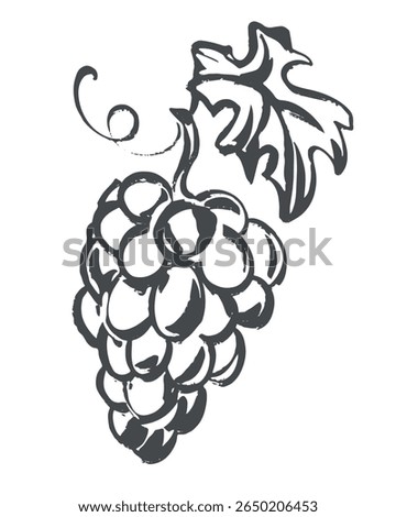 Vector sketch of grapes. Hand drawn illustration. Quick drawing of grapevine with black ink and brush. Clipart for wine label, juice, winery logo.