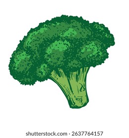 Vector sketch of green broccoli. Hand drawn cabbage, imitation of old technique of colored engraving. Colored drawing of cauliflower on white background.