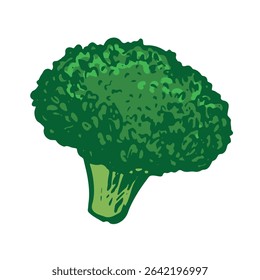Vector sketch of green broccoli. Hand drawn cabbage. Colored drawing of cauliflower on white background. Healthy farm vegetable.