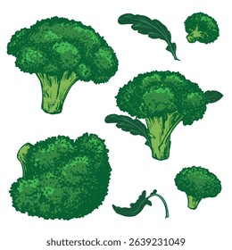 Vector sketch of green broccoli with leaves. Hand drawn cabbage, imitation of old color engraving technique. Line drawing of cauliflower on white background. Set of farm vegetables.
