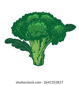 Vector sketch of green broccoli with leaves. Hand drawn cabbage, imitation of old technique of colored engraving. Linear drawing of cauliflower on white background.