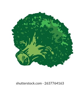 Vector sketch of green broccoli lies on the table. Hand drawn cabbage. Colored drawing of cauliflower on white background. Healthy farm vegetable.
