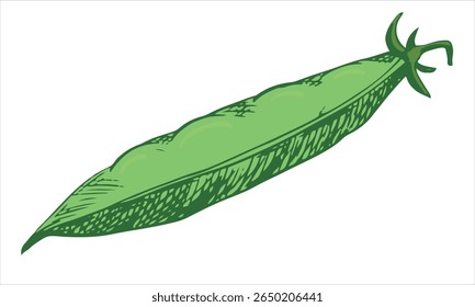 Vector sketch of a green pea pod. Closed bean pod in color engraving technique. Hand drawn in black. Useful legume plant.